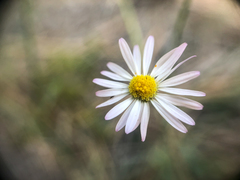 Erigeron filifolius