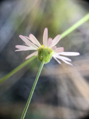 Erigeron filifolius