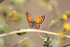 Lycaena panava