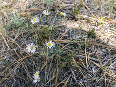 Erigeron filifolius
