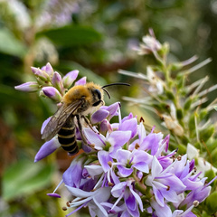 Colletes