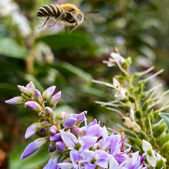 Colletes