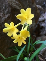 Cyrtanthus flanaganii