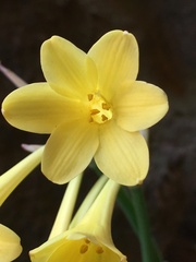 Cyrtanthus flanaganii