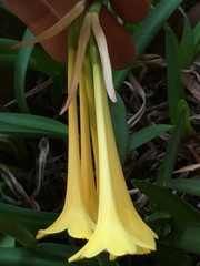 Cyrtanthus flanaganii