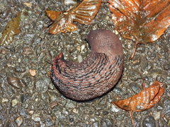 Limax dacampi