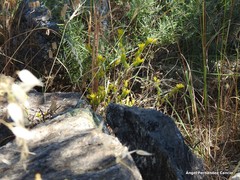 Aegilops triuncialis