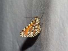 Stamnodes tessellata