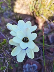 Ixia abbreviata