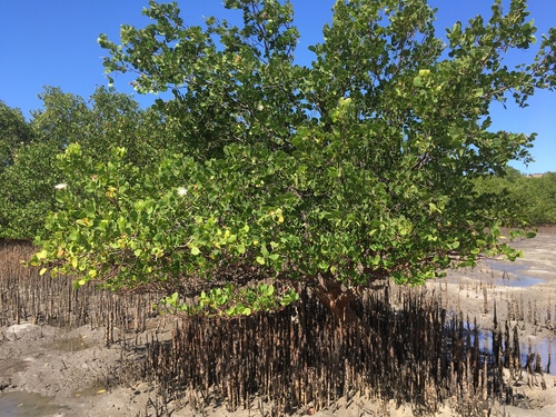 Apple Mangrove