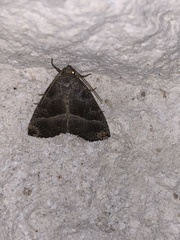 Ogdoconta altura