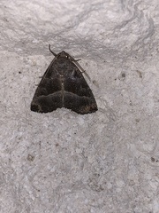 Ogdoconta altura