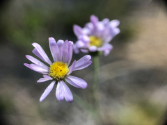 Erigeron filifolius