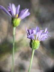 Erigeron filifolius