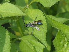 Chalybion japonicum