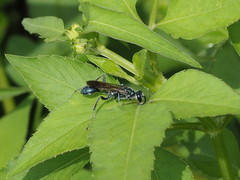 Chalybion japonicum