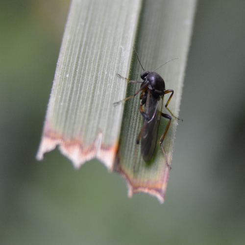 Ceratopogonidae