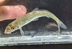 Shoal Chub photo 2