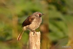 Turdoides leucopygia