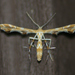 Grape Plume Moth - Photo (c) Kent Miller, some rights reserved (CC BY-ND), uploaded by Kent Miller