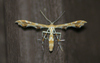 Grape Plume Moth - Photo (c) Kent Miller, some rights reserved (CC BY-ND), uploaded by Kent Miller