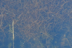 Potamogeton berchtoldii