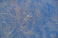Potamogeton berchtoldii