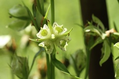 Frasera caroliniensis