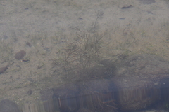 Potamogeton berchtoldii