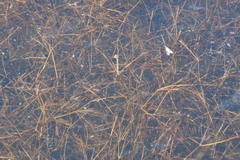 Potamogeton berchtoldii