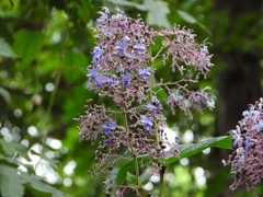 Rotheca