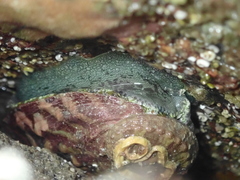 Haliotis tuberculata tuberculata