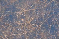 Potamogeton berchtoldii