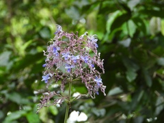 Rotheca