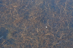 Potamogeton berchtoldii