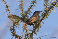 Cercotrichas podobe