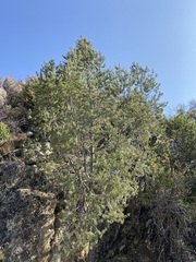 Pinus quadrifolia