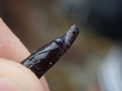 Nerophis lumbriciformis