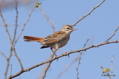 Cercotrichas galactotes