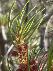Pinus quadrifolia