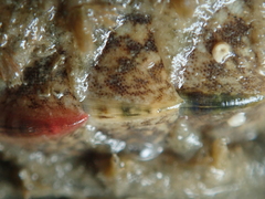 Acanthochitona fascicularis