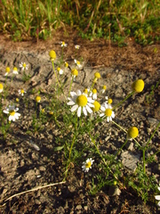 Matricaria tzvelevii