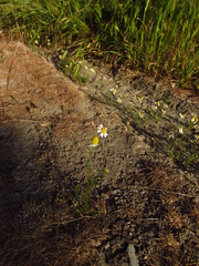 Matricaria tzvelevii