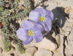 Linum squamulosum