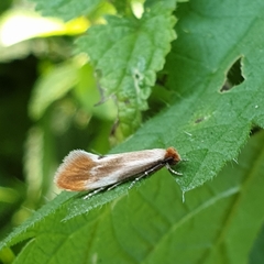 Tinea semifulvella