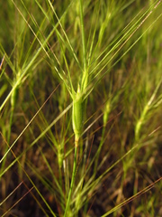 Aegilops biuncialis