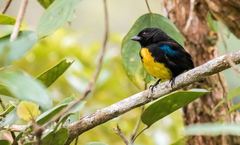 Bangsia melanochlamys