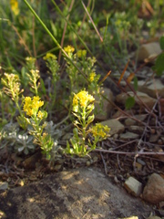 Odontarrhena obtusifolia