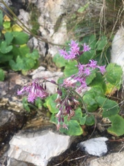 Adenostyles alliariae