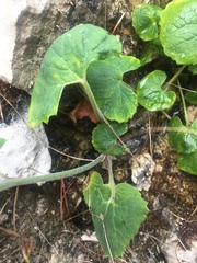 Adenostyles alliariae